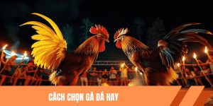 Cách Chọn Gà Đá Hay - Bật Mí Bí Quyết Từ Nhà Cái KKWIN