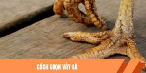 Cách Chọn Vảy Gà Chọi - Bí Quyết Được KKWIN Bật Mí