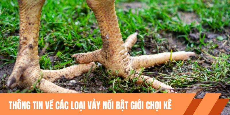 Thông tin về các loại vảy nổi bật giới chọi kê