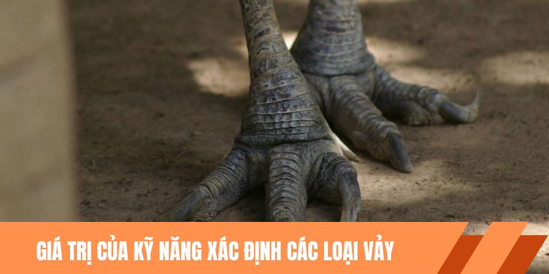 Giá trị của kỹ năng xác định cách chọn vảy gà