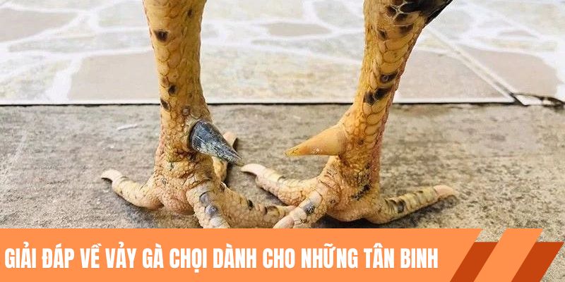 Giải đáp về vảy gà chọi dành cho những tân binh