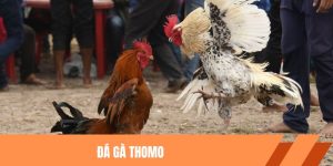 Đá gà Thomo là trường gà nổi tiếng nhất nhì Đông Nam Á với những trận đấu hấp dẫn. Hãy cùng KKwin tìm hiểu ngay sau đây nhé!
