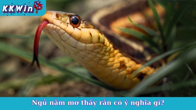 Ngủ nằm mơ thấy rắn có ý nghĩa gì?