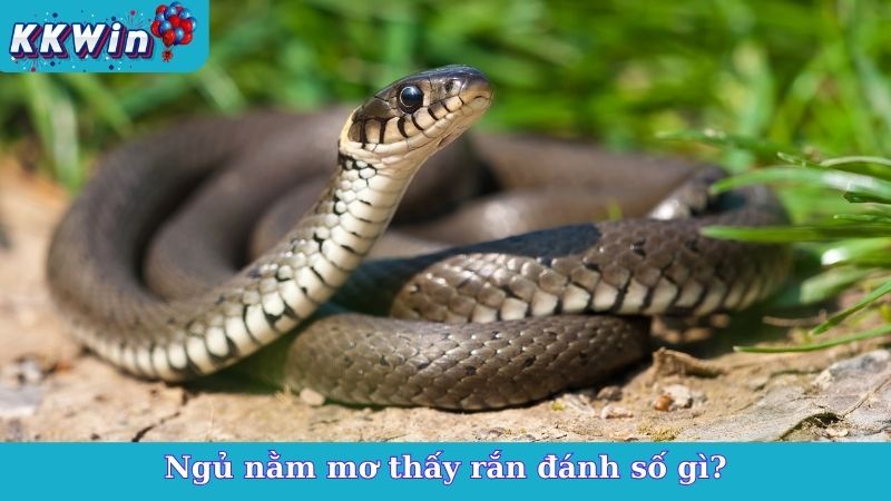 Ngủ nằm mơ thấy rắn đánh số gì?